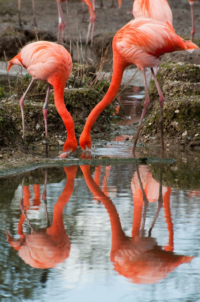 Flamingos