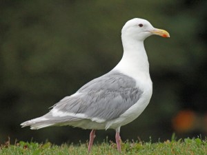 Glaucous-winged_Gull_RWD1