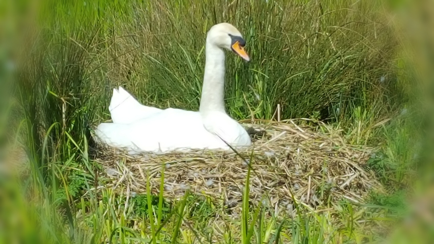A nesting swan